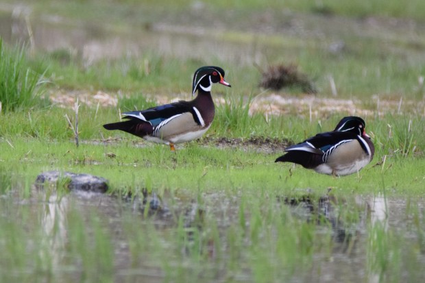 Wood ducks 4, 4-8-17