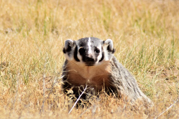 Badger, Rest stop Evanston WY, 7-31-18.jpg