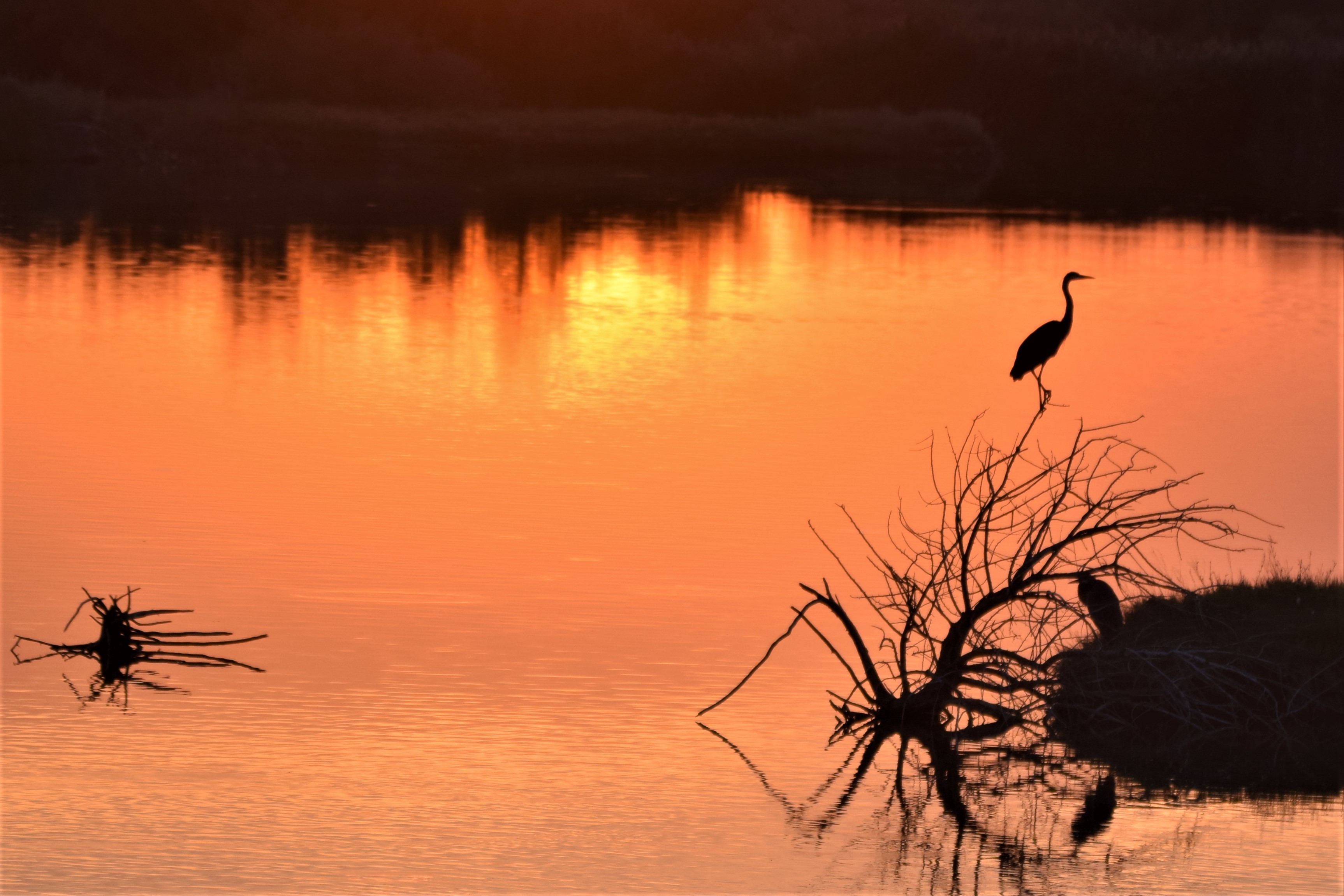 Great blue herons 2, Lee Kay Ponds, 9-7-18