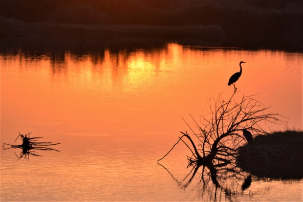 Great blue herons 2, Lee Kay Ponds, 9-7-18