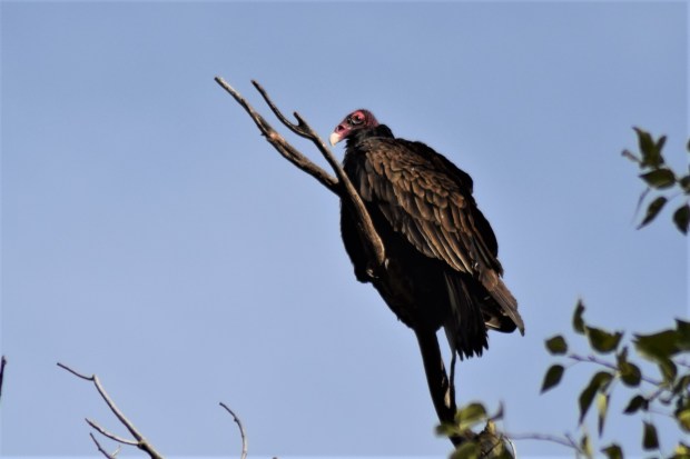Turkey Vultures, Mount Caramel, Utah, 10-4-18